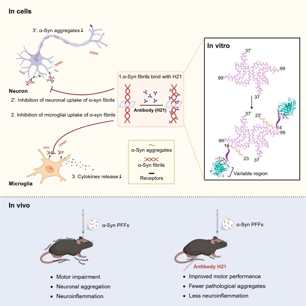 20260126170954277397.jpg Cell reports2.jpg